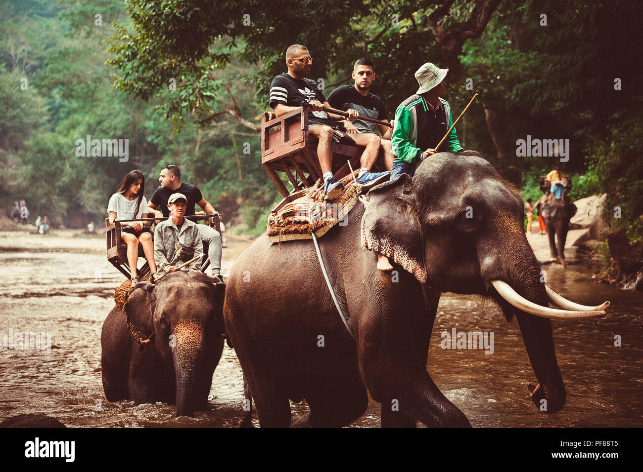 Elefanten & THAILAND ELEFANTEN ERFAHRUNG Stockfoto