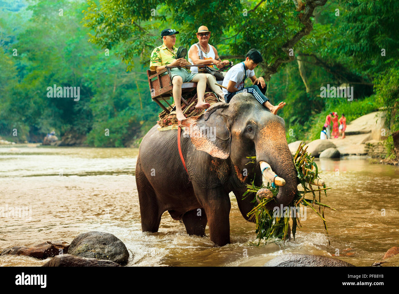 Touristische reiten auf Elefanten Trekking in Thailand junge Touristen sind Reiten auf Elefanten durch den Dschungel im Nationalpark Maetaman Elephant Camp Stockfoto