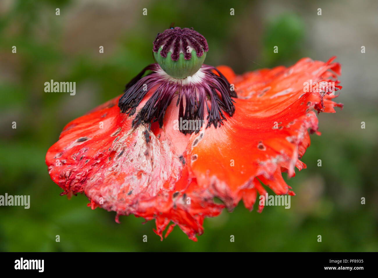 Roter Mohn mit welken Blüten Stockfoto