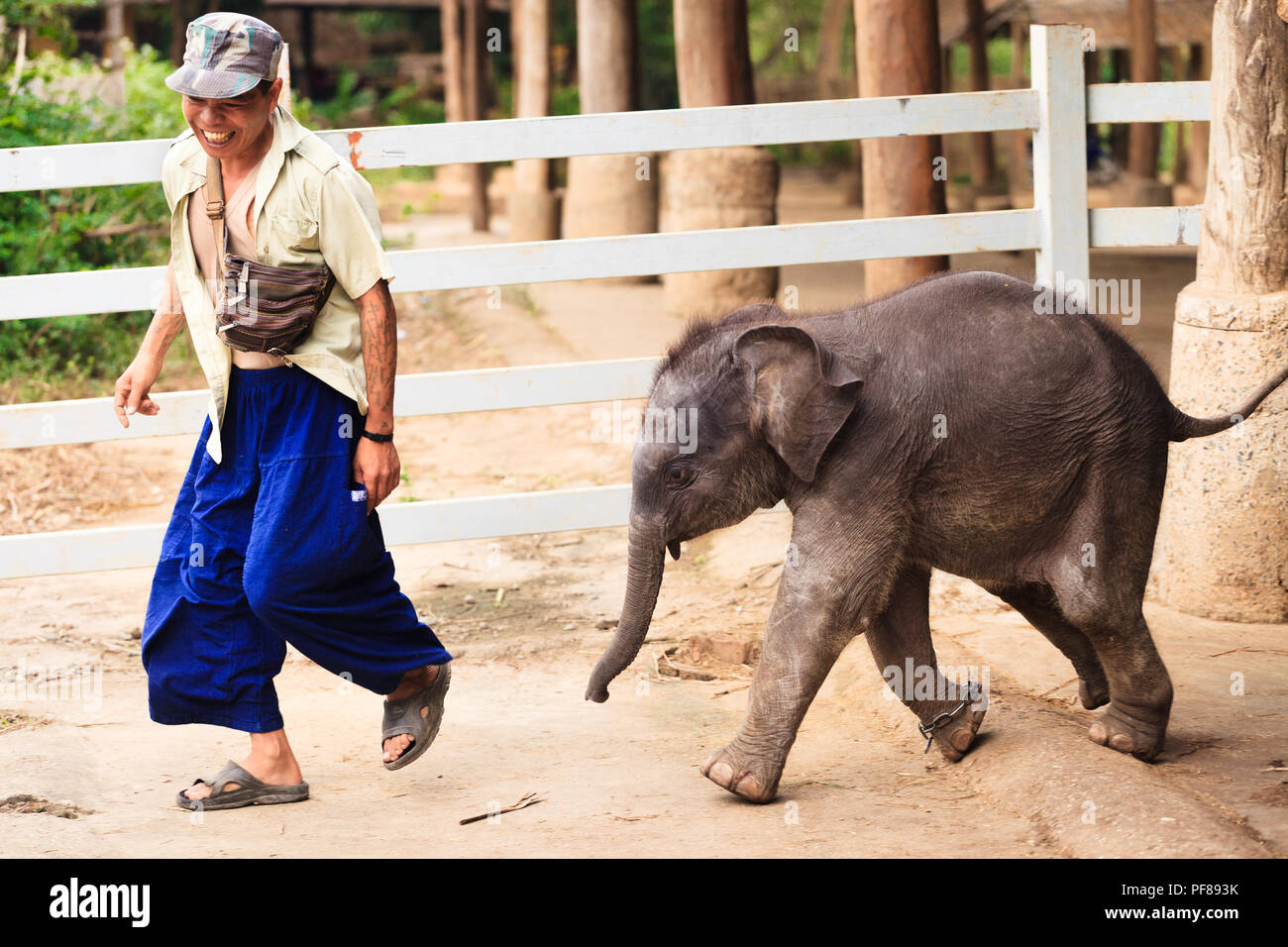 Happy Baby Elephant Stockfotos Und Bilder Kaufen Alamy