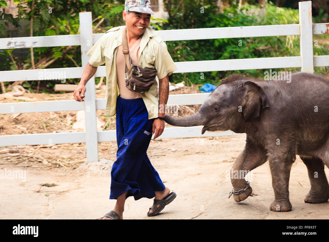 BABY ELEFANTEN & THAILAND ELEFANTEN ERFAHRUNG Stockfoto