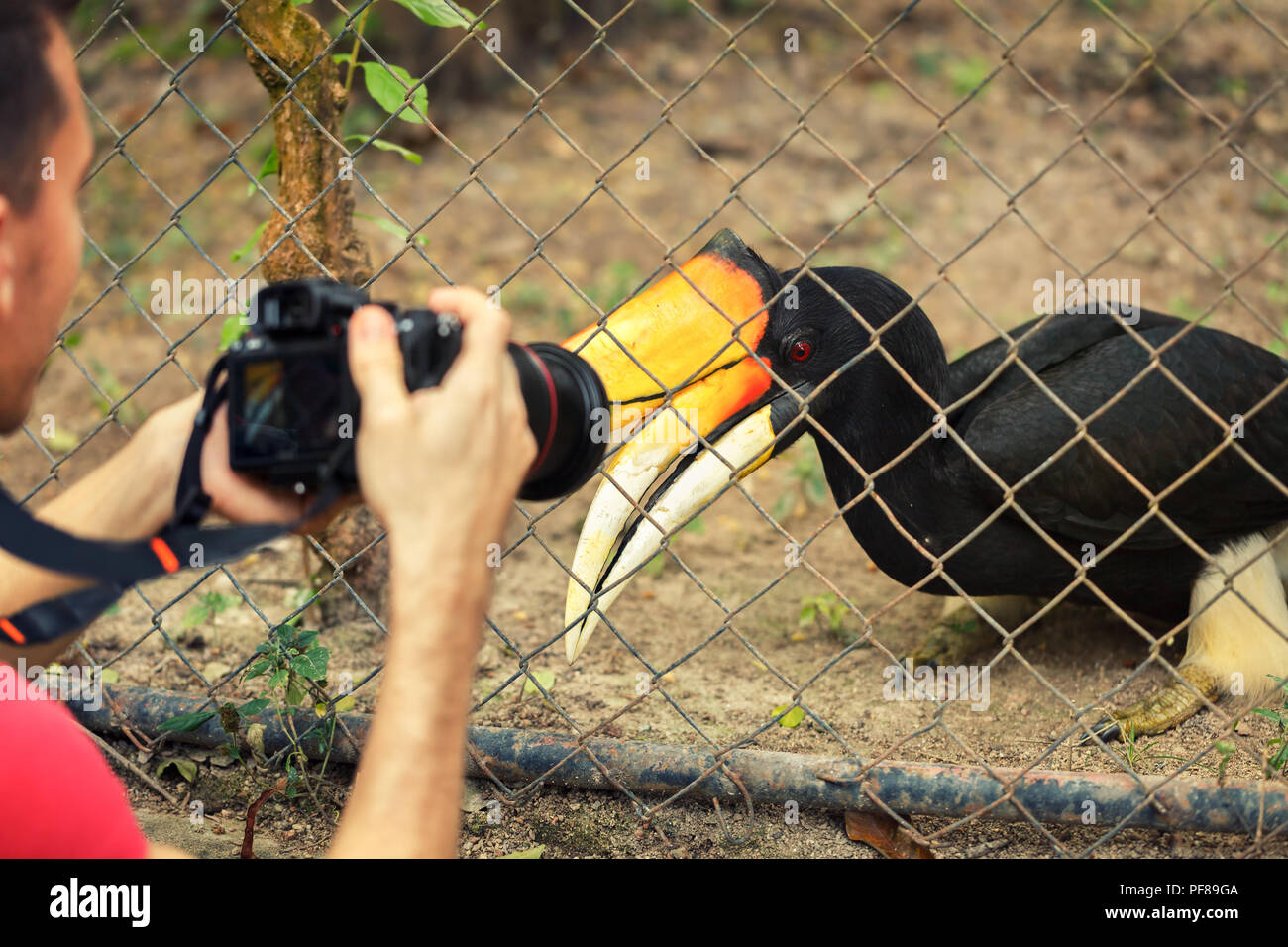 Travel Tourist nimmt ein Bild eines großen Hornbill auch bekannt als der große indische Nashornvogel oder große pied Hornbill Stockfoto