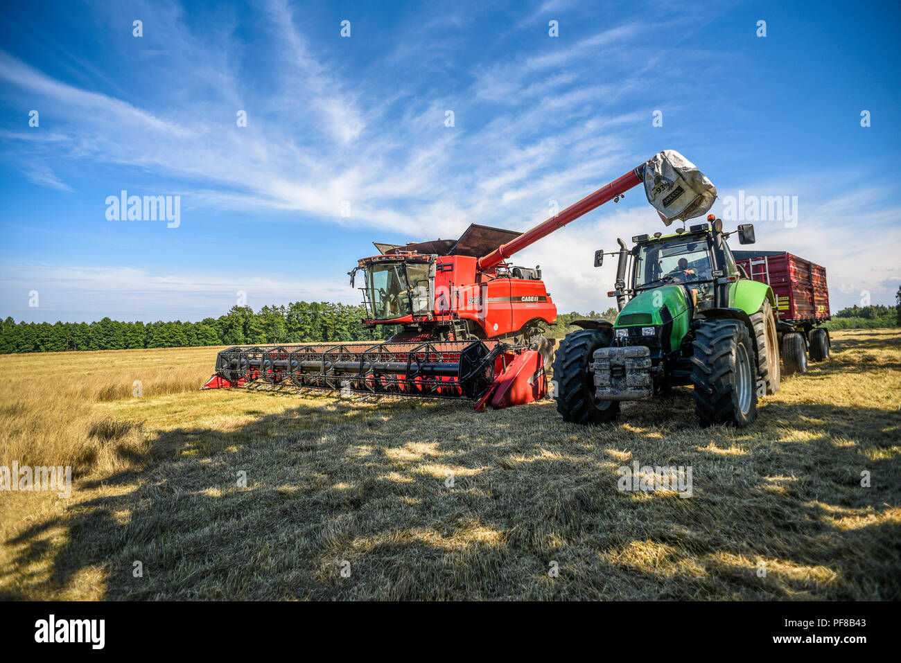 Feldhäcksler auf das Feld während der Ernte, Sommer in Polen. Stockfoto