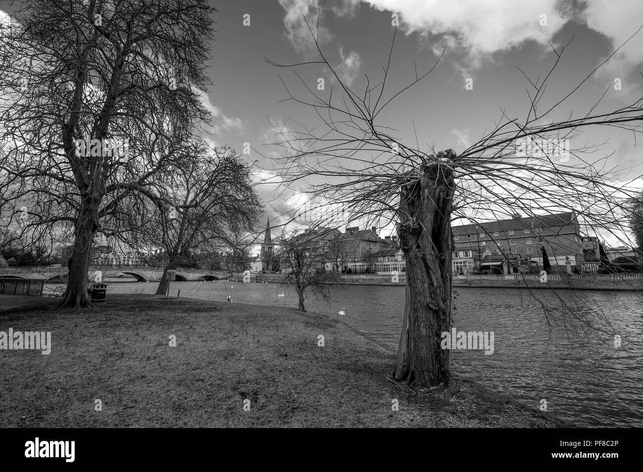 Bedford Fluss spikey Baum Stockfoto