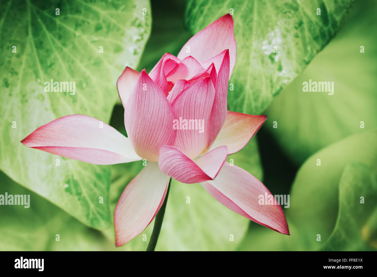 Anmutige rosa Blume auf grünem Blatt hintergrund. Stockfoto