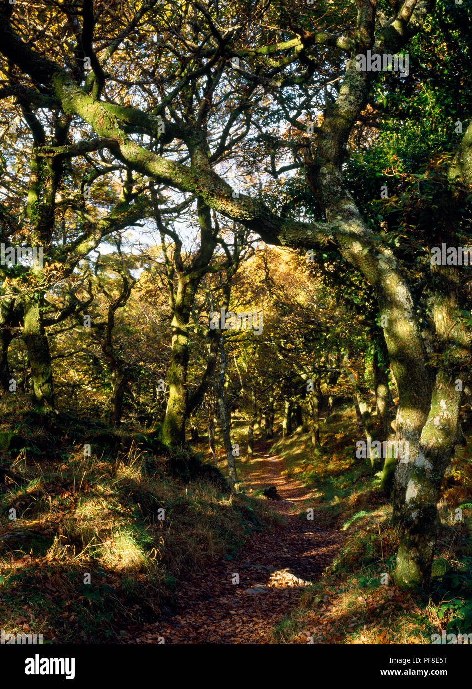 Knorrige und wizened Trauben-eiche Bäume überragt die Steinbruch weg durch Coed Dinorwig Trauben-eiche Woods, Llanberis, Gwynedd, Wales. Stockfoto