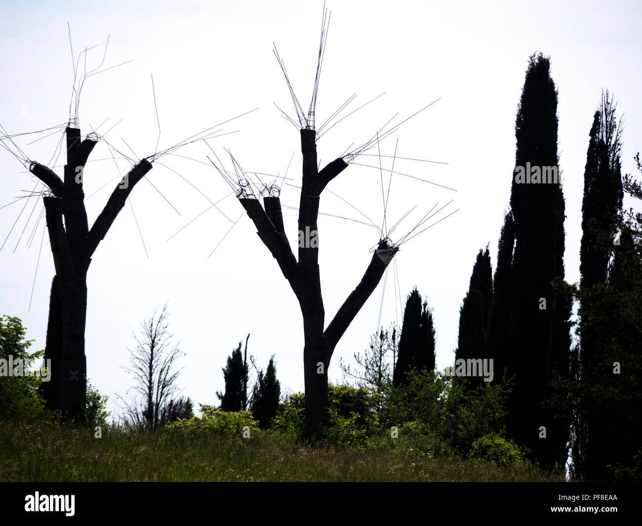 Silhouetten der Bäume, aus denen Zweigstellen in beschnitten wurden, Hintergrundbeleuchtung Stockfoto
