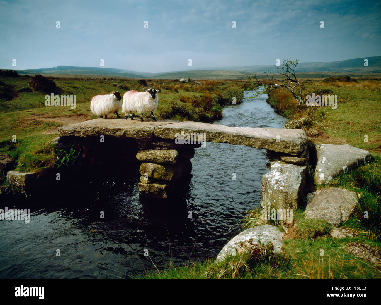 Schaf und Lamm Kreuzung Teign-e-ver Clapper Bridge, North Teign Fluss, Dartmoor, Devon, ein Central Pier aus gestapelten Steinen im Fluss und Granit block Stockfoto