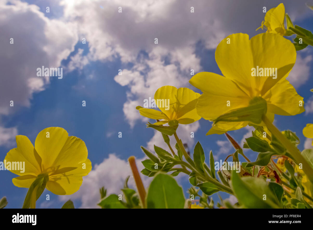 Nachtkerzenöl (Oenothera drummondii) Die nachtkerze ist für seine Samen Öl, welches aus den vielen kleinen Samen per e produziert extrahiert wird angebaut Stockfoto