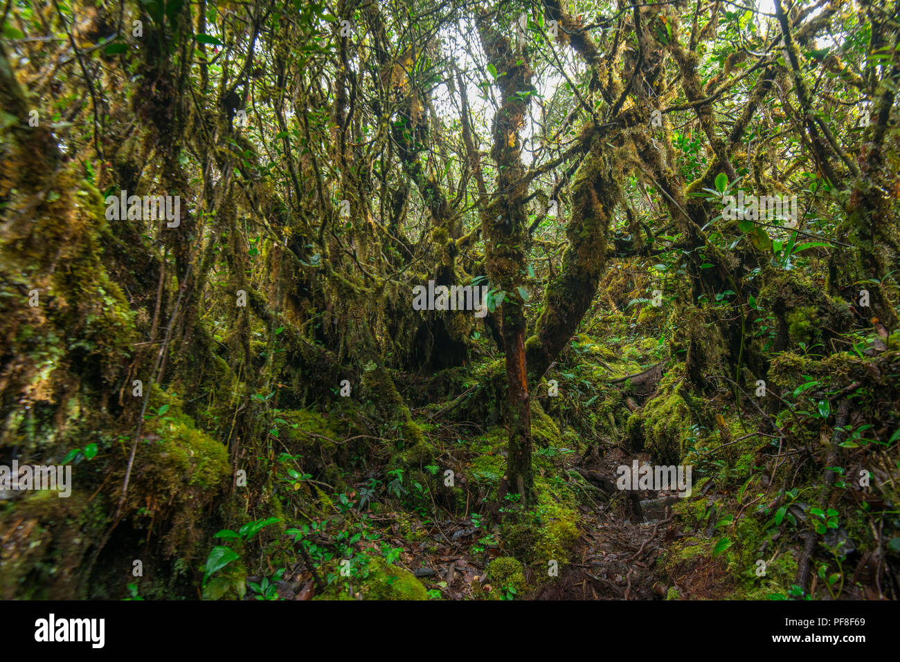 In montanen Heide Wald (nebelwald) mit vielen verkümmerten Bäume in Moos bedeckt, in der Nähe der Gipfel des Mount Trusmadi, Sabah, Malaysia (Borneo) Stockfoto