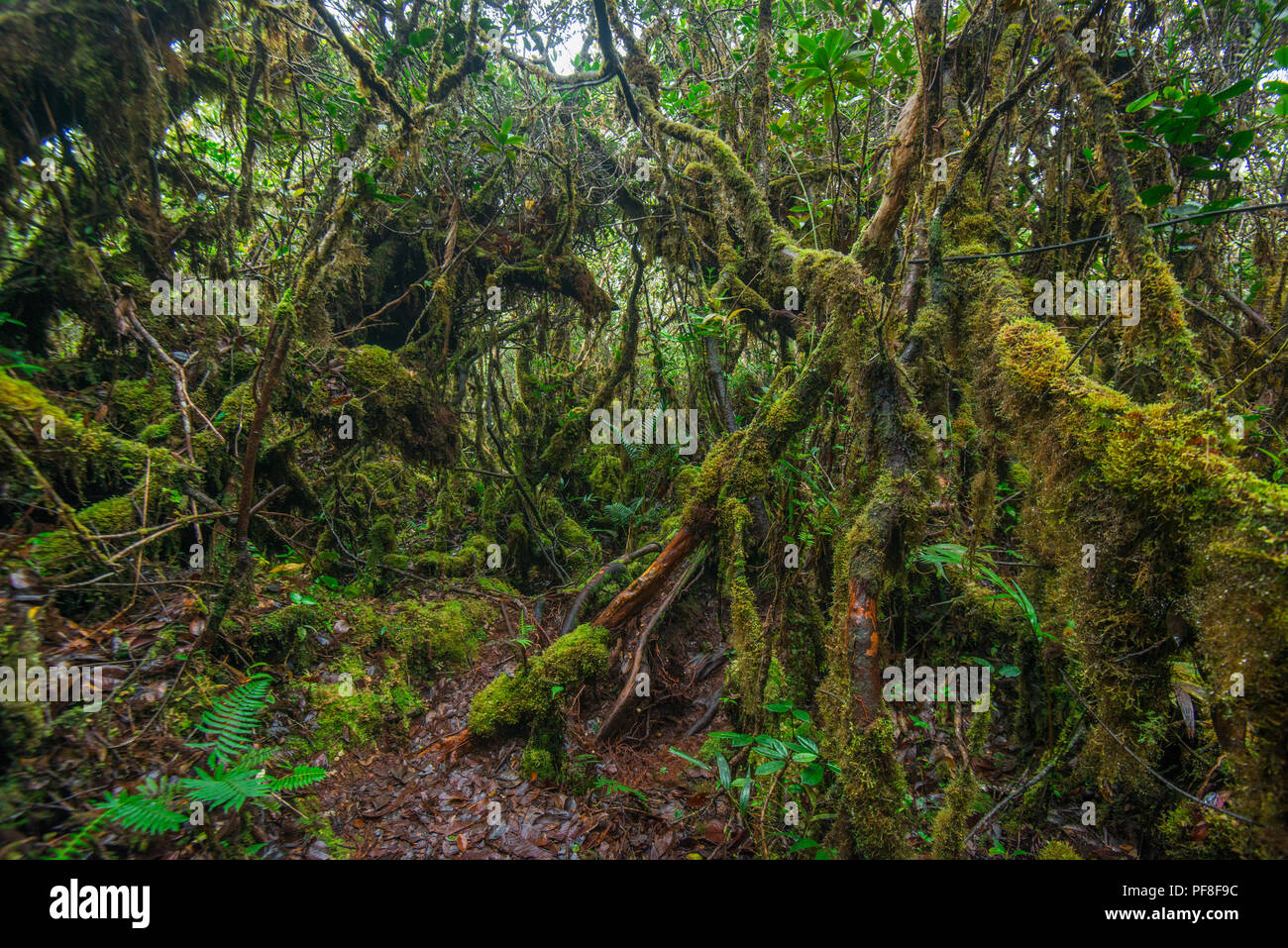 In montanen Heide Wald (nebelwald) mit vielen verkümmerten Bäume in Moos bedeckt, in der Nähe der Gipfel des Mount Trusmadi, Sabah, Malaysia (Borneo) Stockfoto