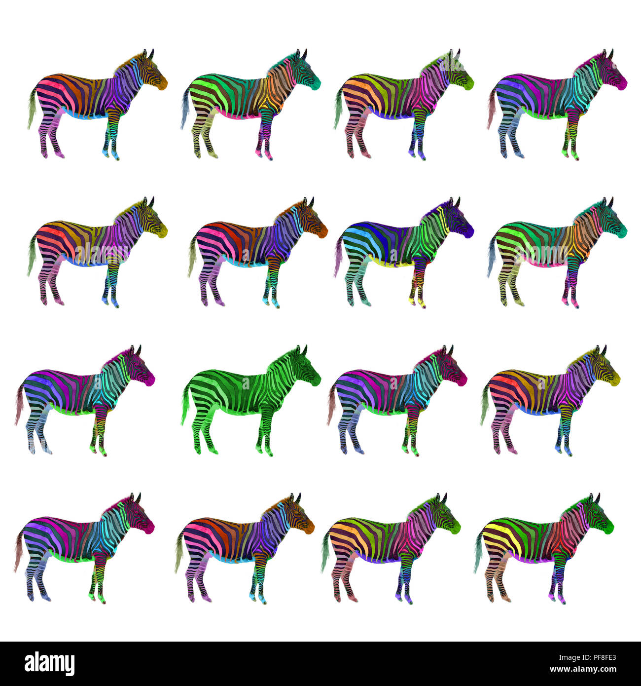 Digital verbesserte Bild eines 6 Mehrfarbig lackiert Plains Zebras auf weißem Hintergrund Stockfoto
