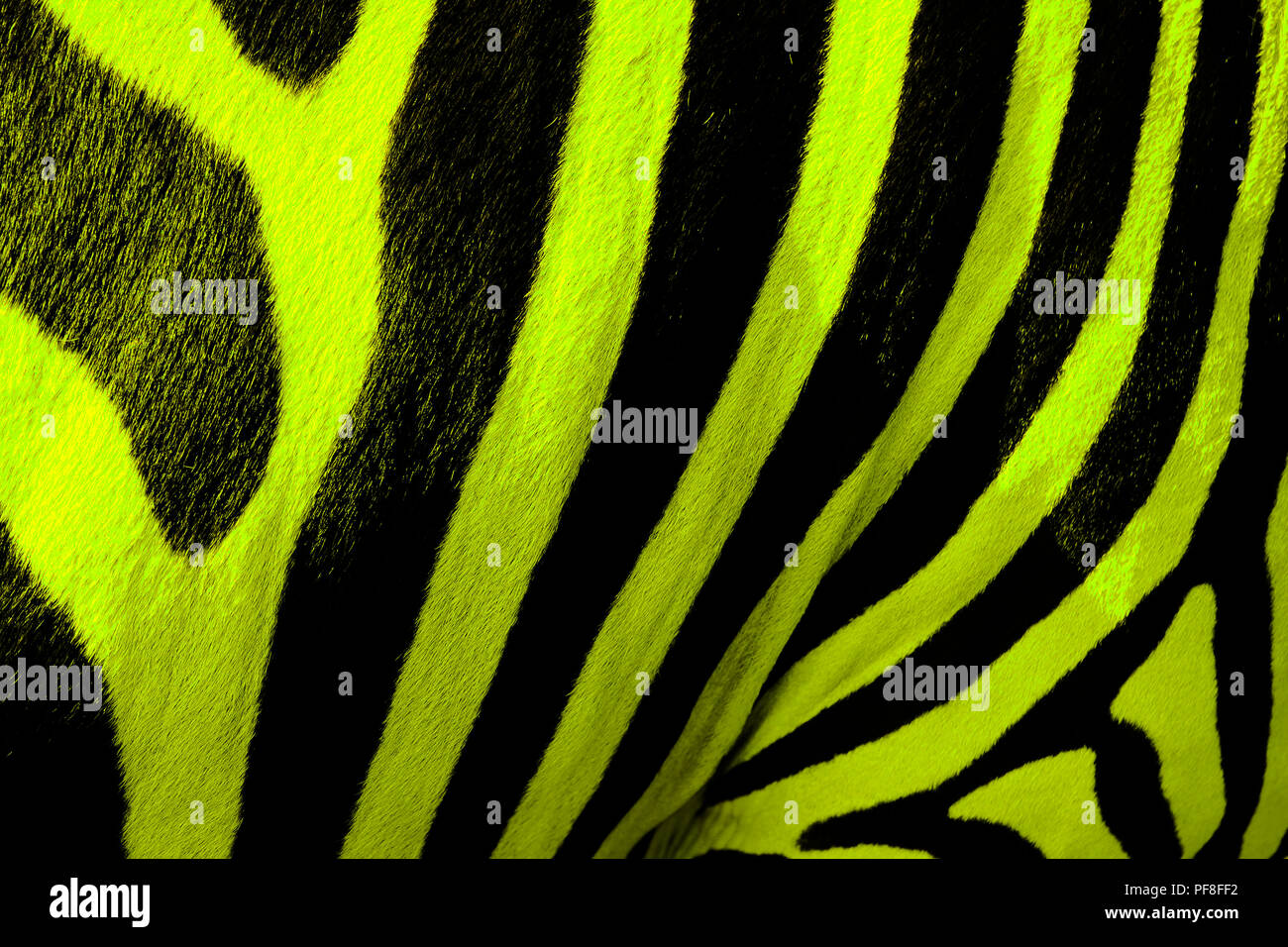 Digital verbesserte Bild einer Nahaufnahme von bunten Zebras lackiert Stockfoto