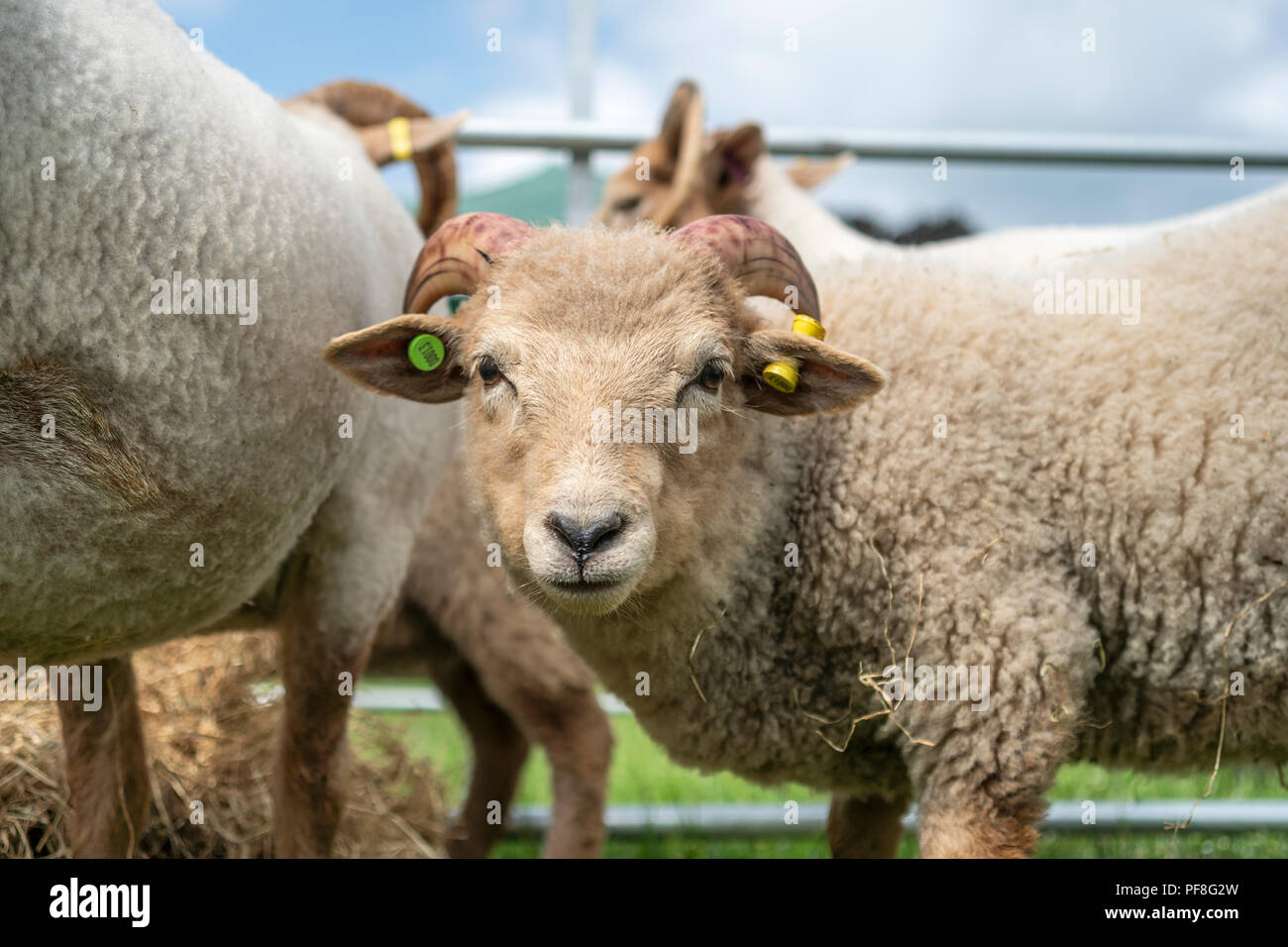 Portland Schafe Lamm auf der Northumberland County Show 2018, Bywell, Northumberland, England Stockfoto