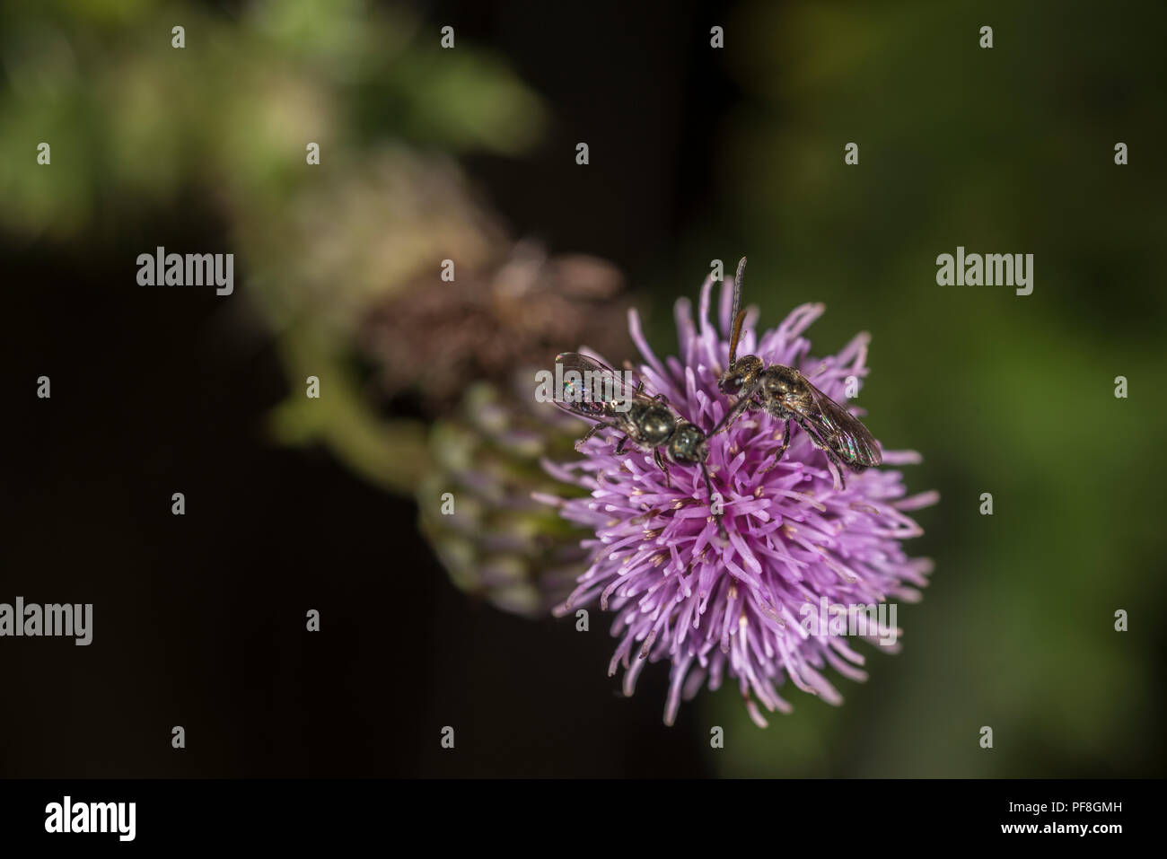Zwei Käfer - töten Wespen auf dem Bud der Eine purpurrote Blume Stockfoto