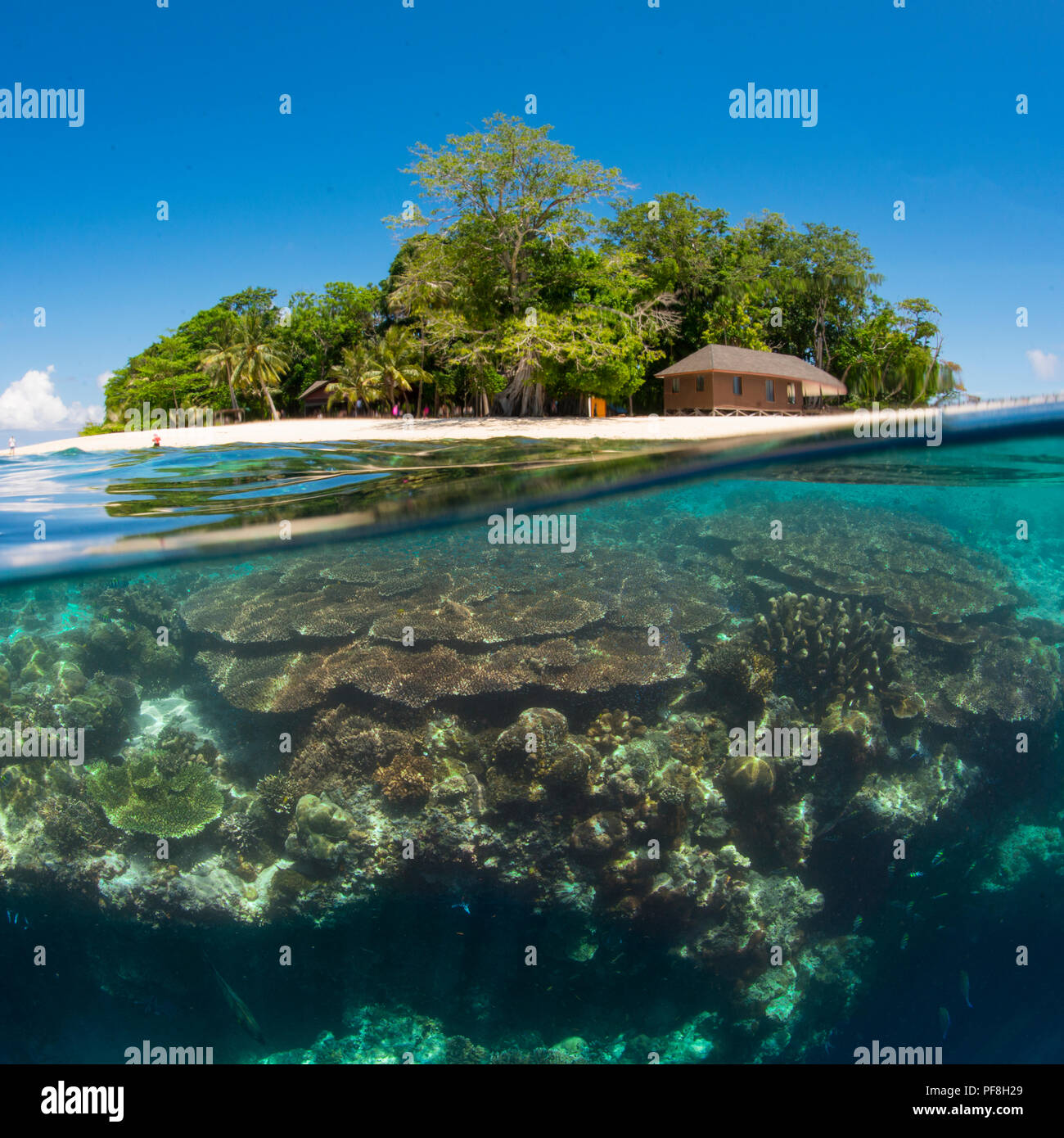 Ein Quadrat, Split-level Unterwasser Foto von Coral Reef am 'Drop-Off' & Insel Sipadan, Sabah, Malaysia Borneo Stockfoto