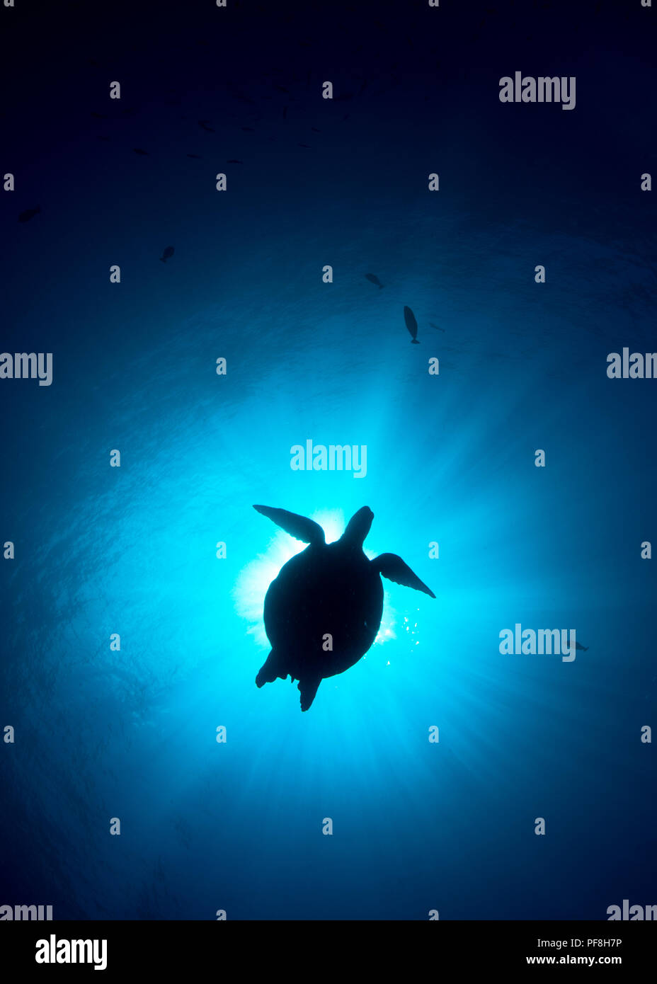 Die Silhouette der Grünen Meeresschildkröte durch dunkelblaue Wasser umgeben, in Sipadan Island, Sabah, Malaysia Borneo Stockfoto