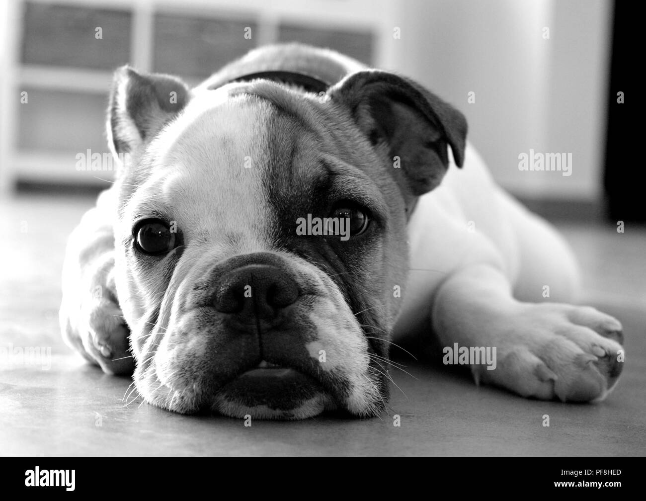 Niedlichen Bulldogge Welpen auf dem Boden in schwarz & weiß. Stockfoto