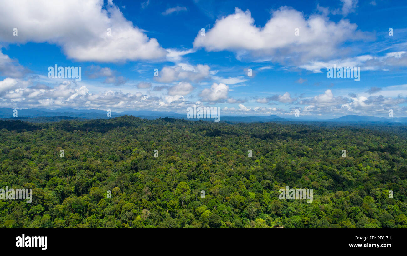 Antenne drone Foto von unberührten, tropischen Regenwald Deramakot Forest Reserve, Sabah, Malaysia Borneo Stockfoto