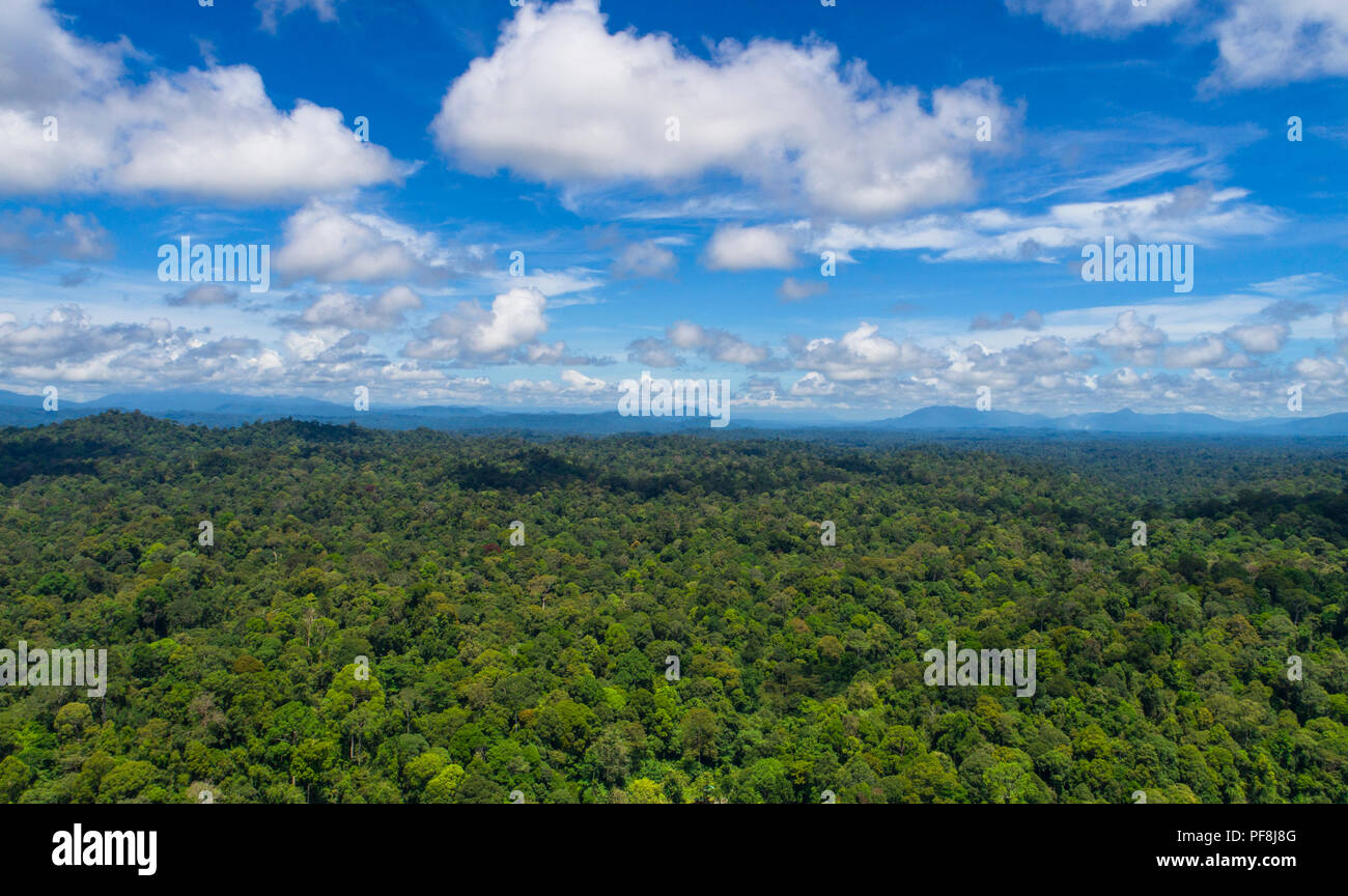 Antenne drone Foto von unberührten, tropischen Regenwald Deramakot Forest Reserve, Sabah, Malaysia Borneo Stockfoto