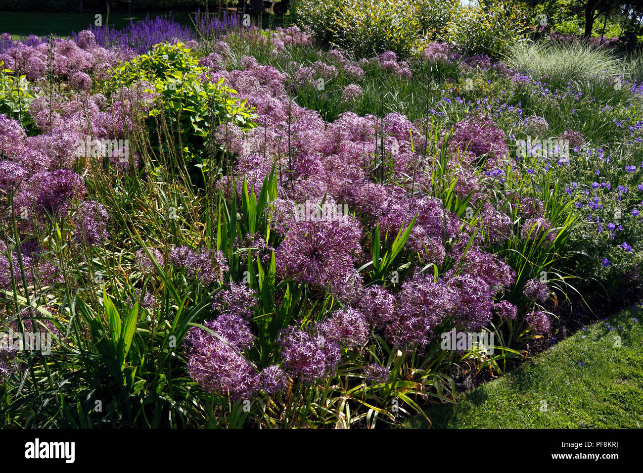 ALLIUM CHRISTOPHII Stockfoto