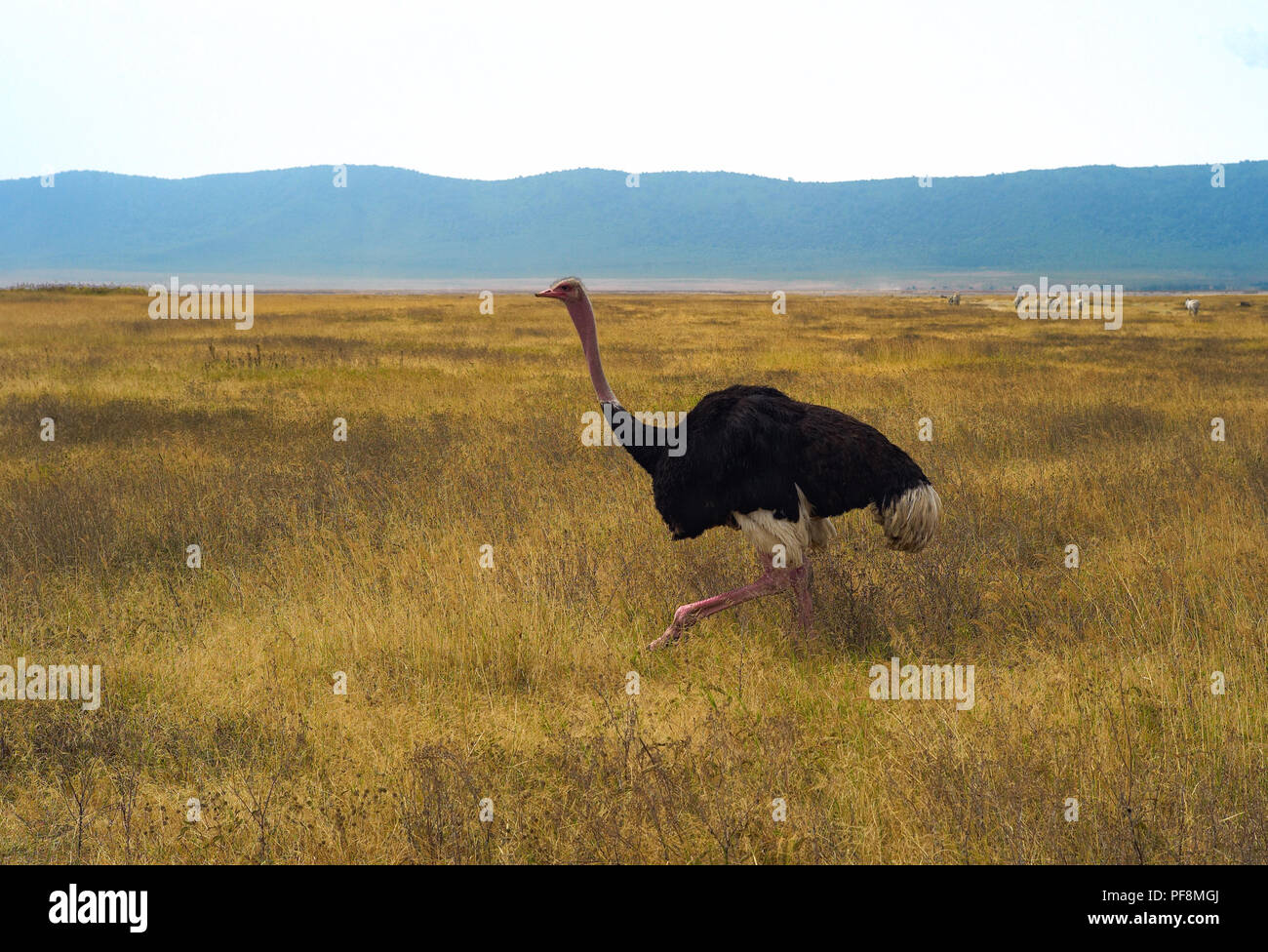 Ein Running Ostrich im Ngorongoro-Krater, Tansania mit Getrocknetem gelben Gras Stockfoto