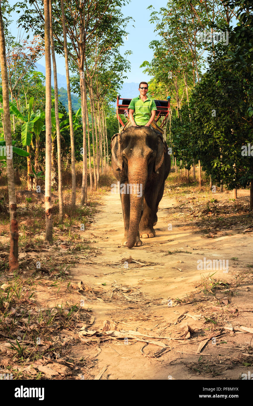 Travel Tourist genießen Reise auf Elefanten über tropische Dschungel Stockfoto