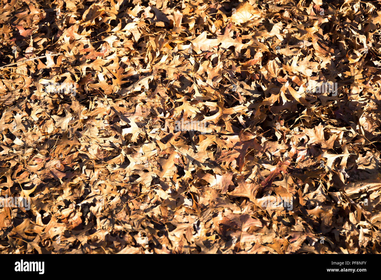 Hintergrund Textur trockenes Laub im Herbst Stockfoto