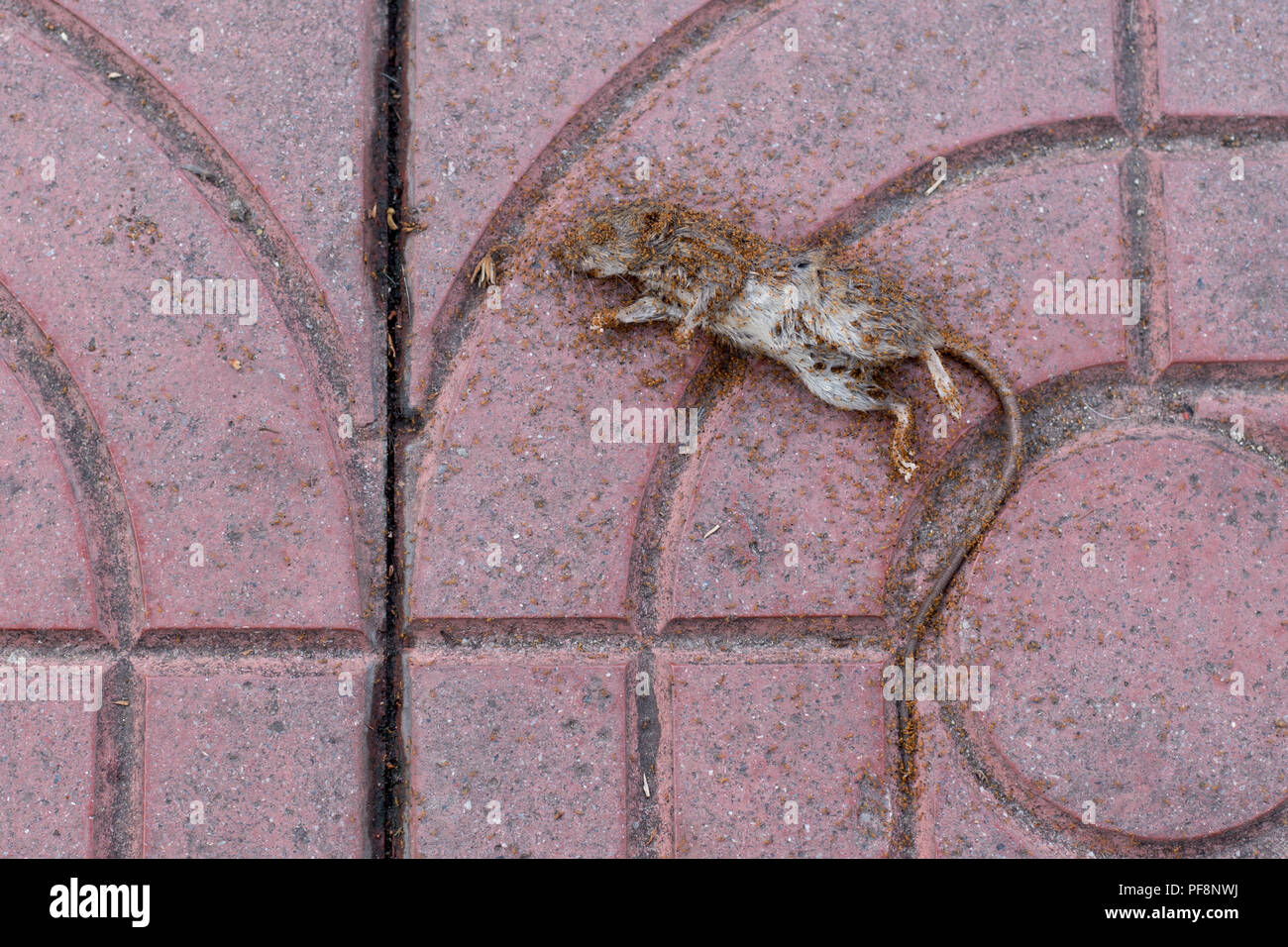 Red Ants über tote Ratte Stockfoto