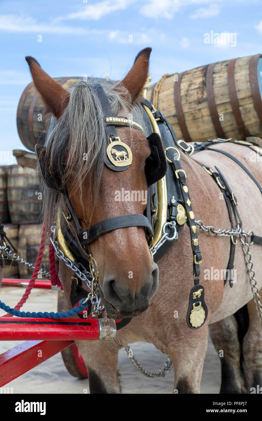 Vordere Nahaufnahme von einem braunen dray Pferd mit einem Warenkorb von Fässern Stockfoto