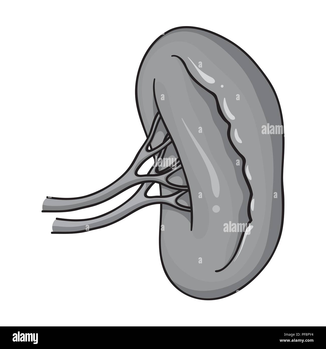 Menschliche Niere Symbol in Schwarzweiß-Stil auf weißem Hintergrund. Menschliche Organe symbol Vektor Illustration. Stock Vektor