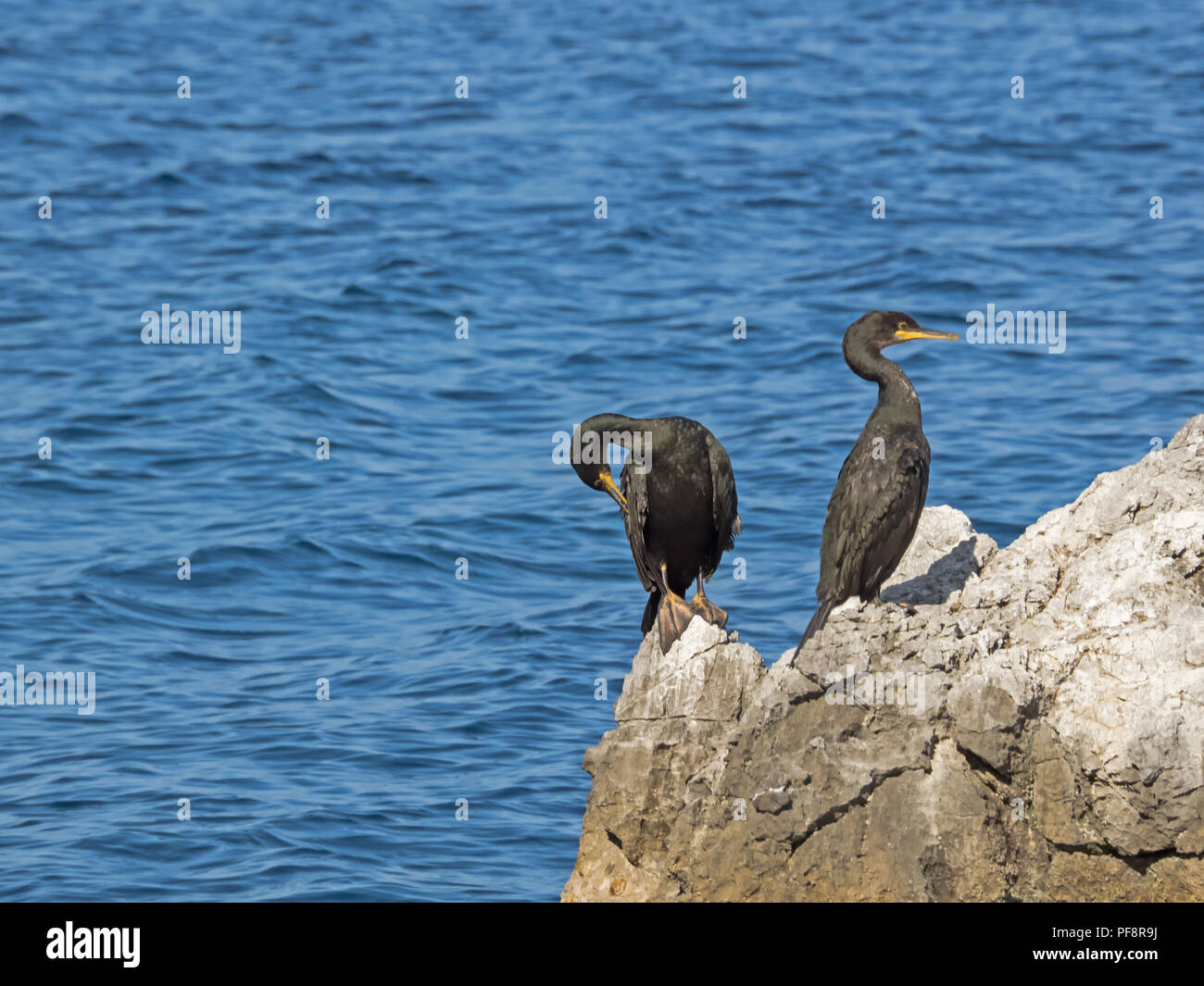 Zwei Kormorane sitzen auf einem Felsen in der Nähe der kroatischen Küste Stockfoto