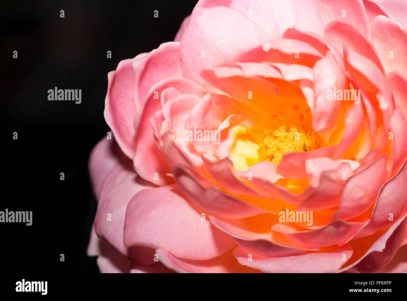 Rosa Rose Blume isoliert Stockfoto