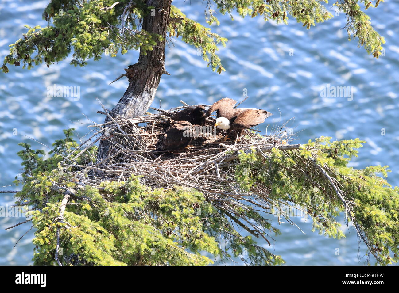 Nach Adler mit zwei Küken in einem Nest in einem Baum auf einer Klippe der Insel Vancouver Kanada Stockfoto