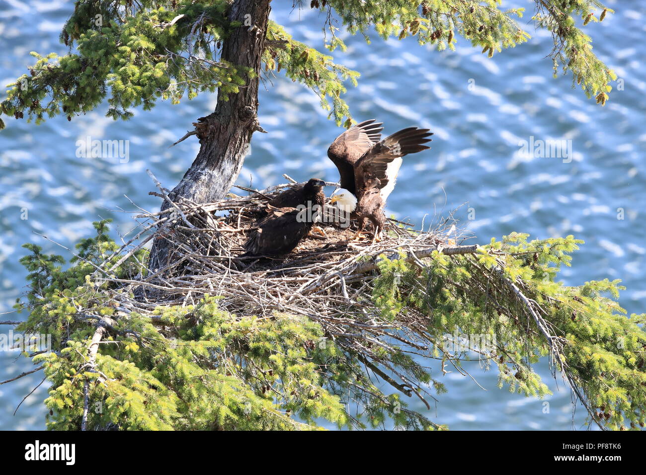 Nach Adler mit zwei Küken in einem Nest in einem Baum auf einer Klippe der Insel Vancouver Kanada Stockfoto