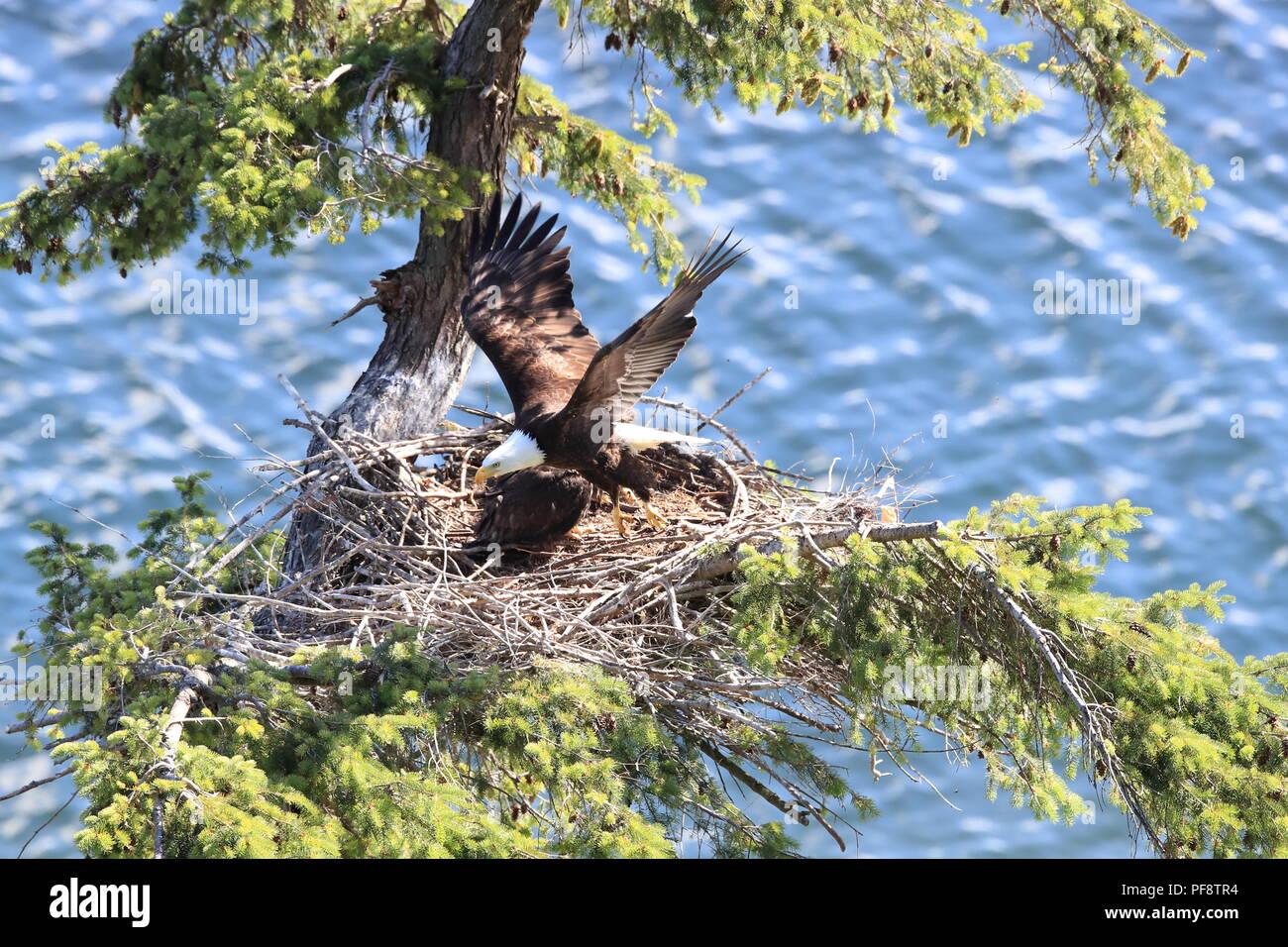 Nach Adler mit zwei Küken in einem Nest in einem Baum auf einer Klippe der Insel Vancouver Kanada Stockfoto