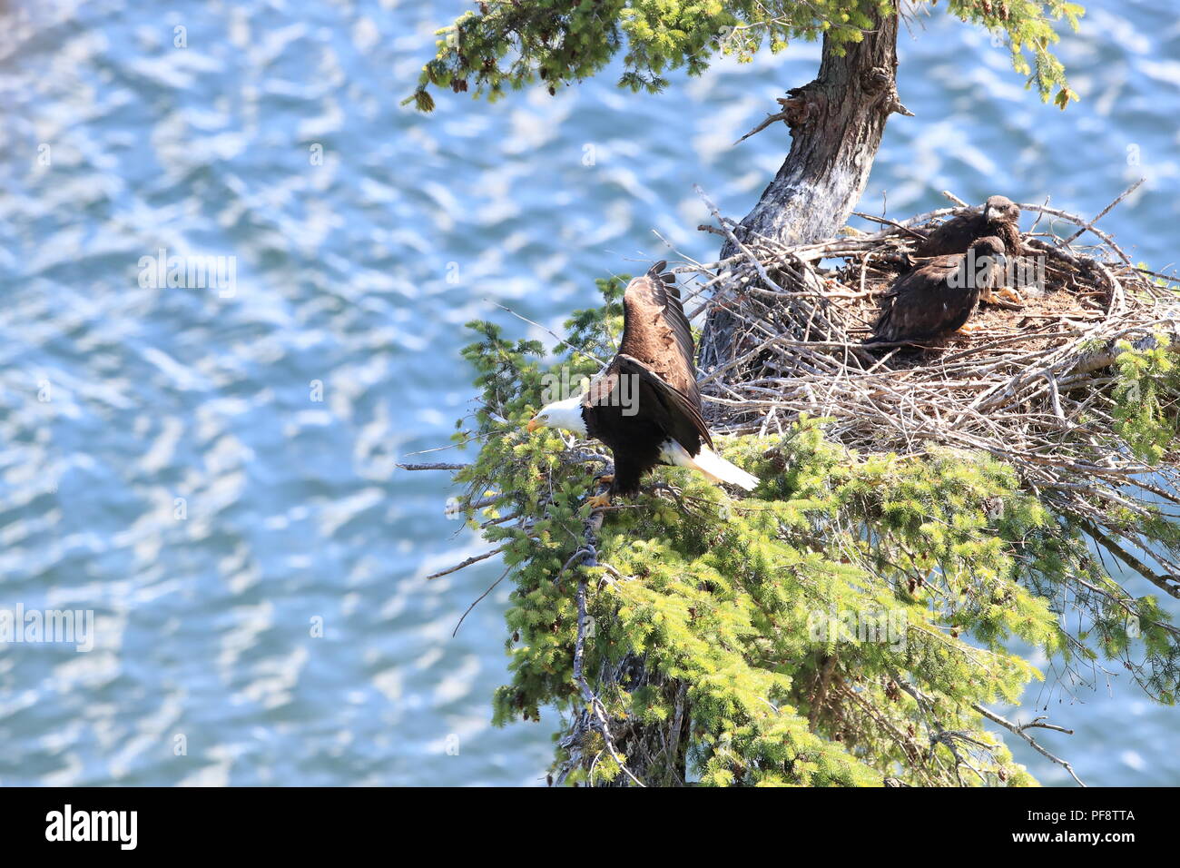 Nach Adler mit zwei Küken in einem Nest in einem Baum auf einer Klippe der Insel Vancouver Kanada Stockfoto