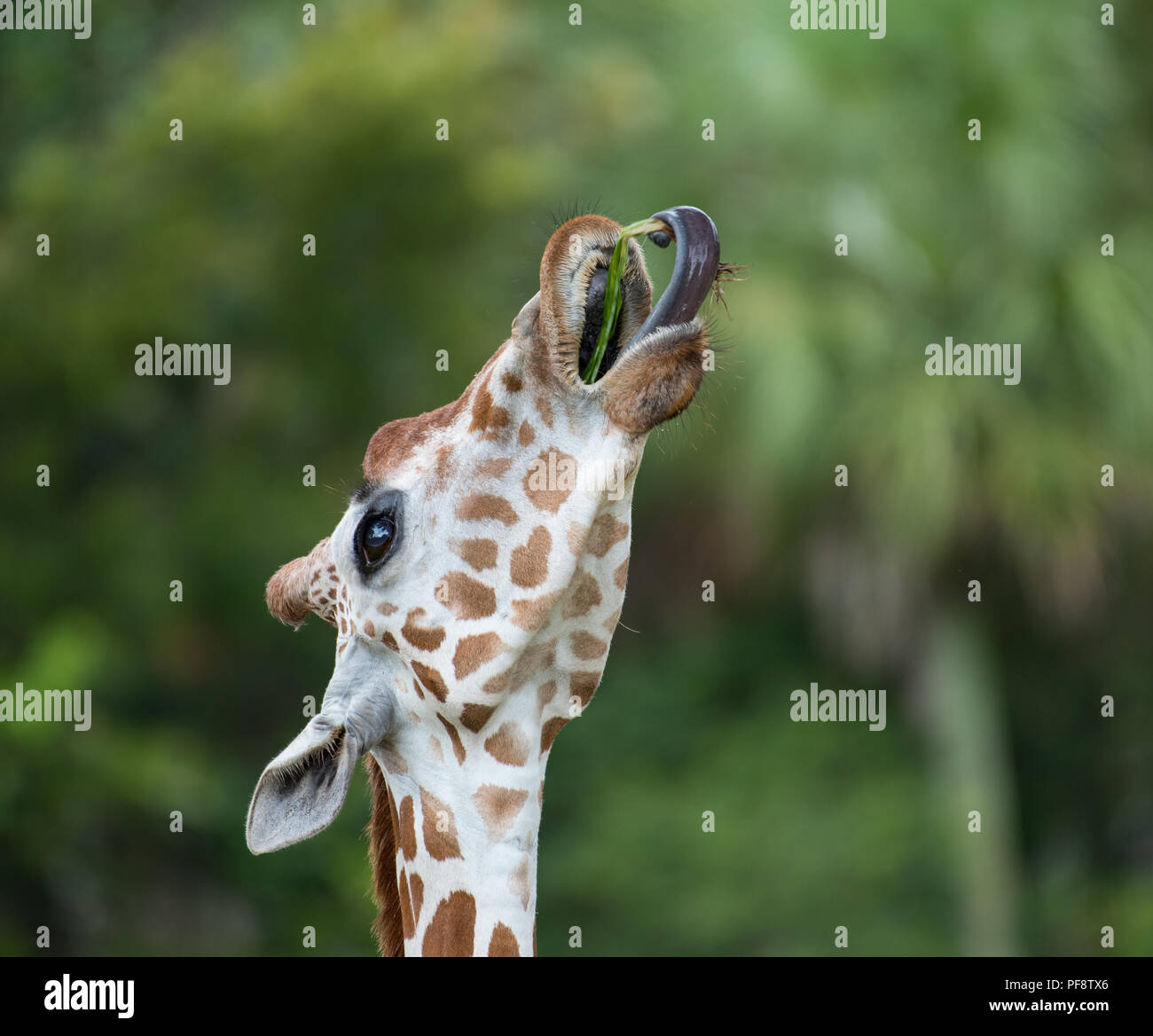 Giraffe zeigen Spezial-zwischensohle Zunge Stockfoto