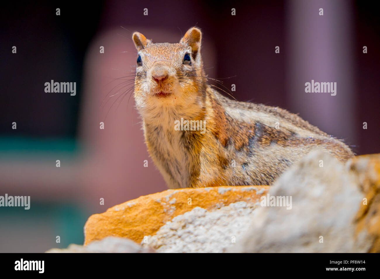 Golden-Mantled Erdhörnchen im Bryce Canyon National Park, Utah Stockfoto