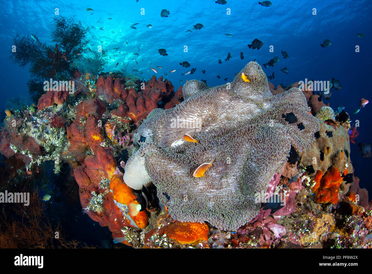 Seeanemone (Heteractis magnifica) und Clownfisch (Amphiprion ocellaris) bei Sonnenaufgang auf der USAT Liberty Wrack in Tulamben Bali Stockfoto