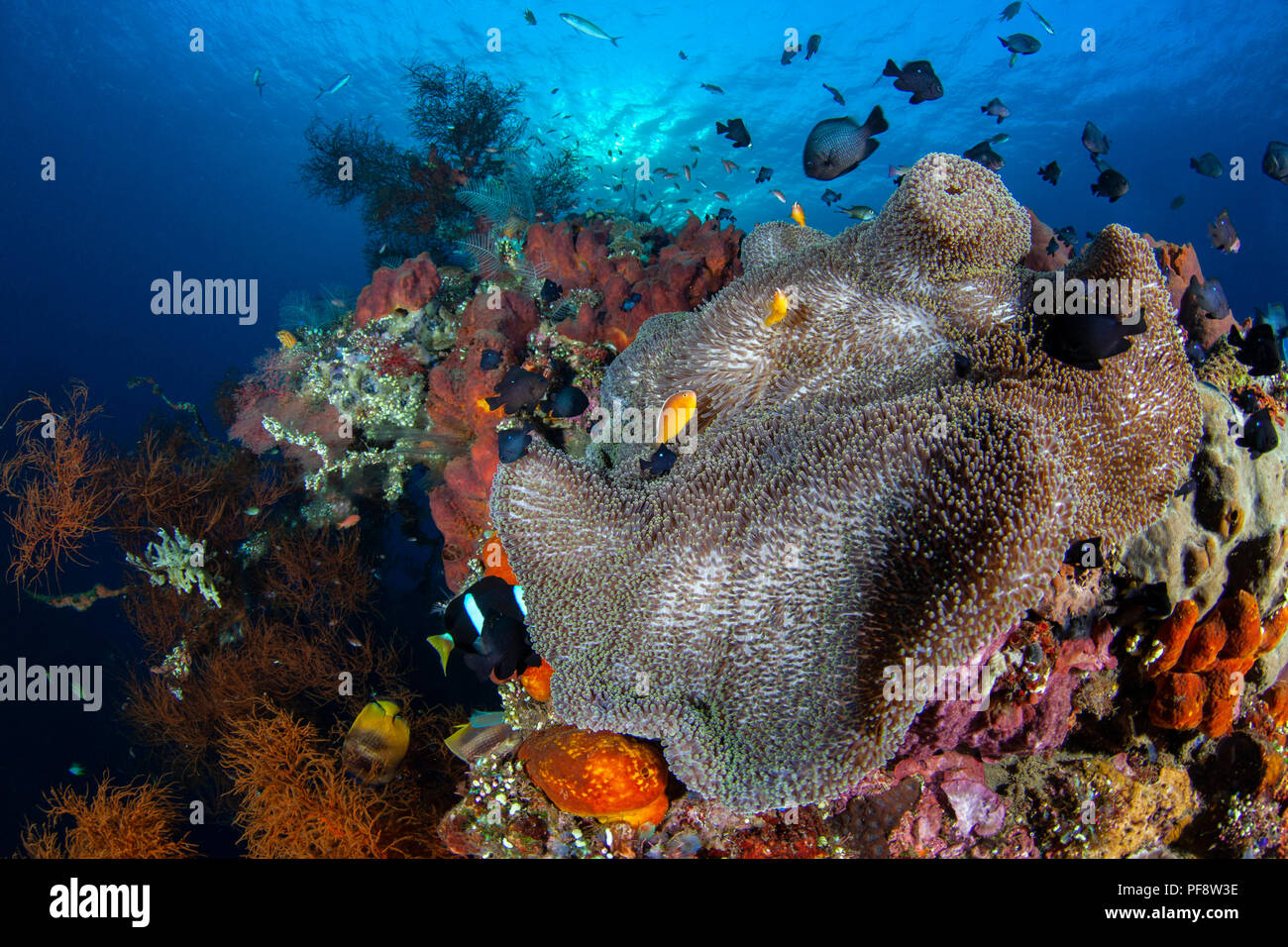 Seeanemone (Heteractis magnifica) und Clownfisch (Amphiprion ocellaris) bei Sonnenaufgang auf der USAT Liberty Wrack in Tulamben Bali Stockfoto