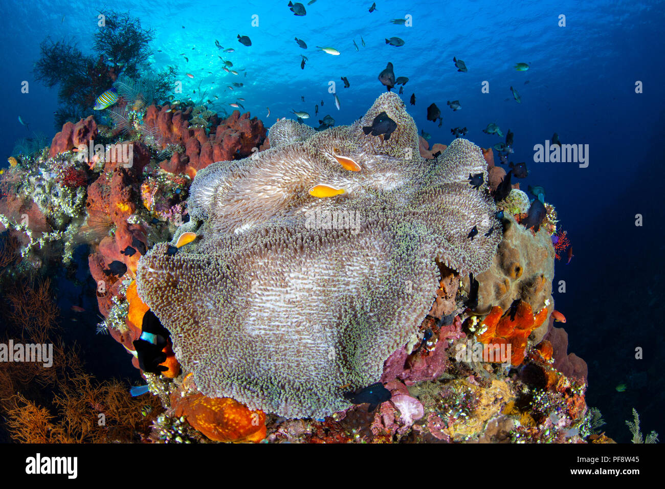 Seeanemone (Heteractis magnifica) und Clownfisch (Amphiprion ocellaris) bei Sonnenaufgang auf der USAT Liberty Wrack in Tulamben Bali Stockfoto