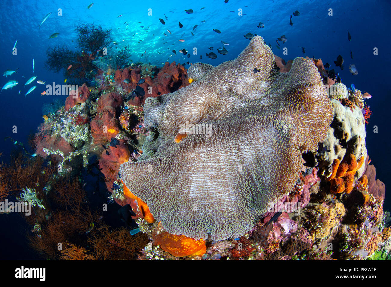 Seeanemone (Heteractis magnifica) und Clownfisch (Amphiprion ocellaris) bei Sonnenaufgang auf der USAT Liberty Wrack in Tulamben Bali Stockfoto
