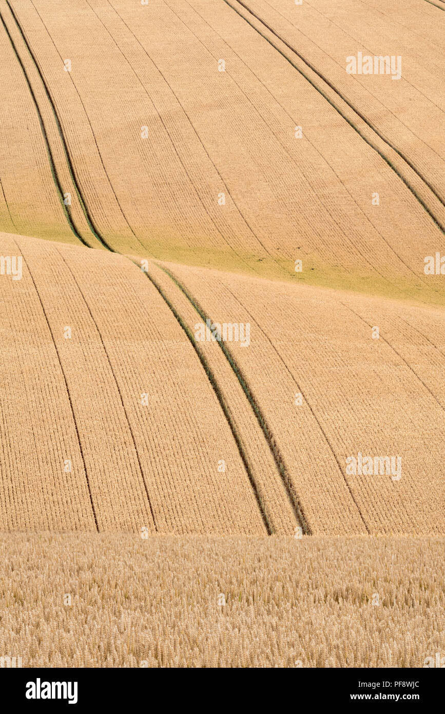 Weizen Linien auf Rolling Kreide Felder bei Burdale, in der Nähe von Fridaythorpe, die Yorkshire Wolds, East Yorkshire, England, UK. Stockfoto
