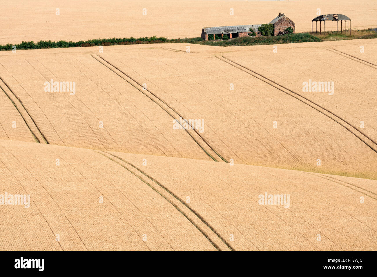 Weizen Linien auf Rolling Kreide Felder bei Burdale, in der Nähe von Fridaythorpe, die Yorkshire Wolds, East Yorkshire, England, UK. Stockfoto