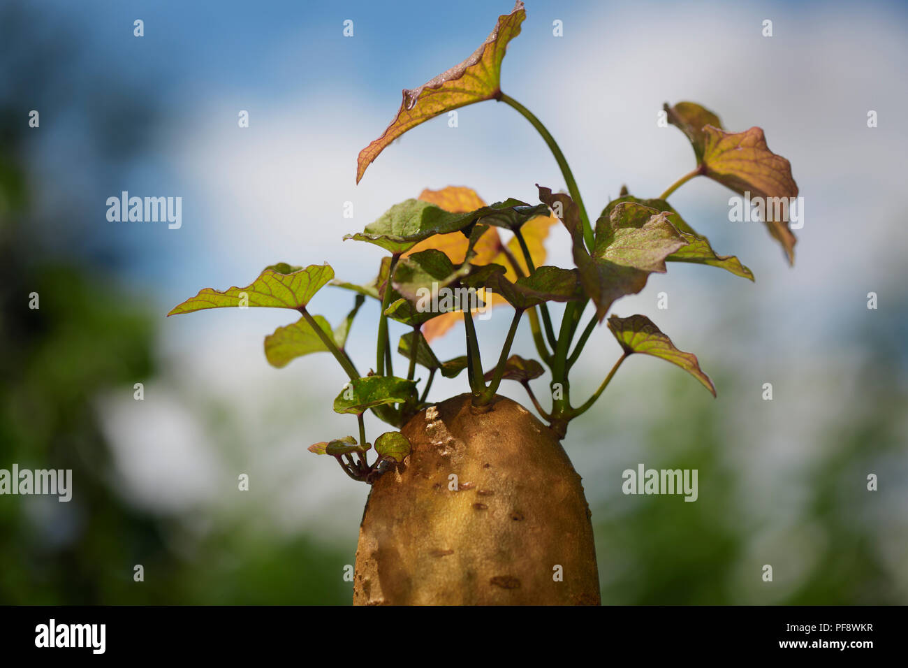Nahaufnahme der eine sprießende Süßkartoffel mit slip Sprossen wachsen, die es für die Vermehrung im Gartenbau Stockfoto