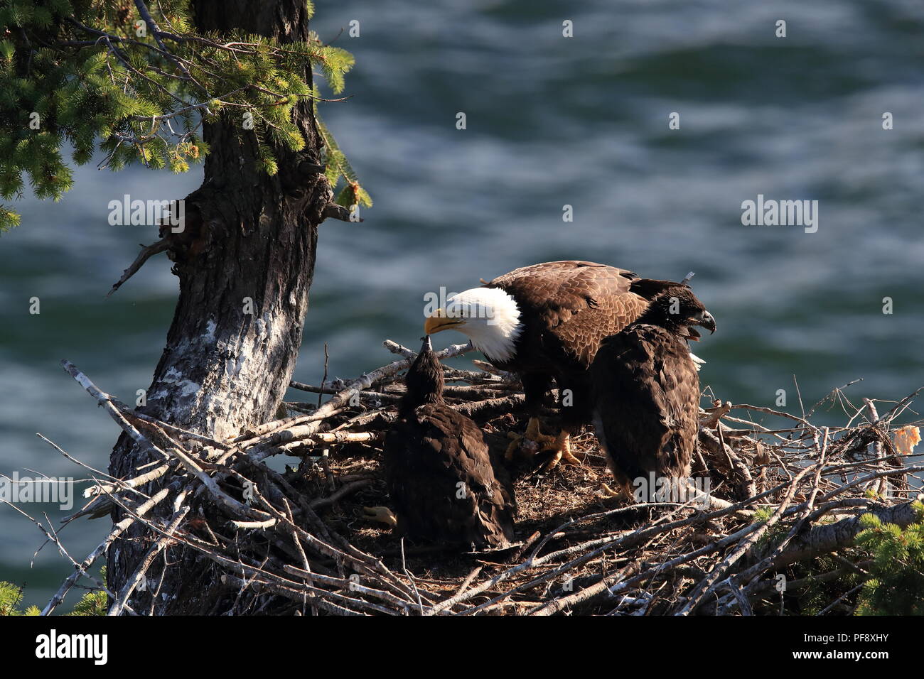 Nach Adler mit zwei Küken in einem Nest in einem Baum auf einer Klippe der Insel Vancouver Kanada Stockfoto
