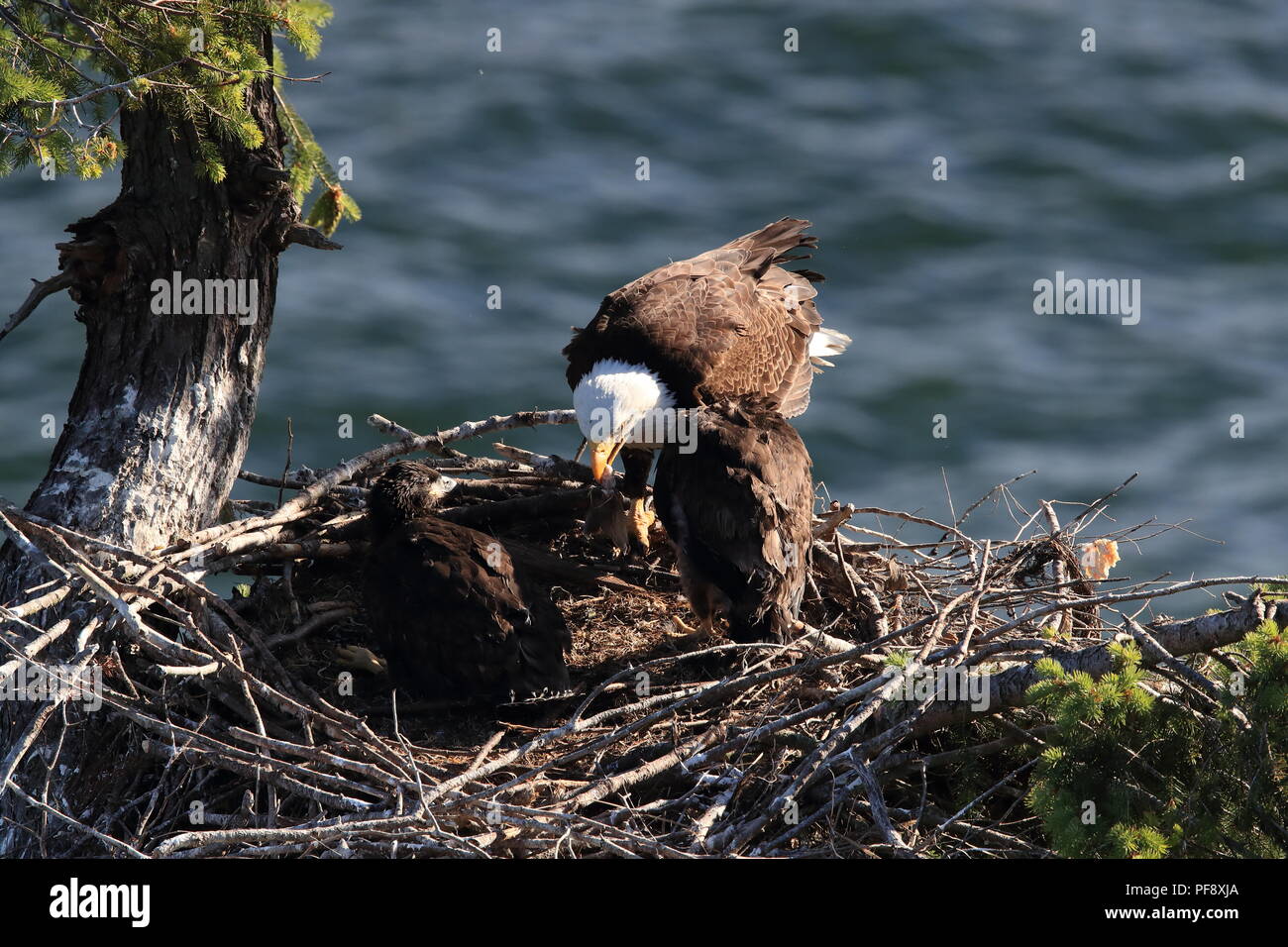Nach Adler mit zwei Küken in einem Nest in einem Baum auf einer Klippe der Insel Vancouver Kanada Stockfoto