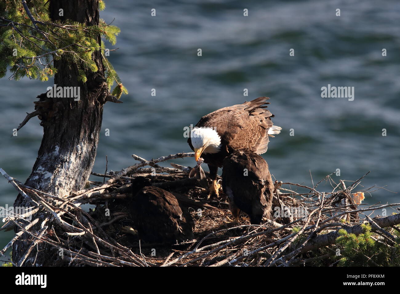 Nach Adler mit zwei Küken in einem Nest in einem Baum auf einer Klippe der Insel Vancouver Kanada Stockfoto