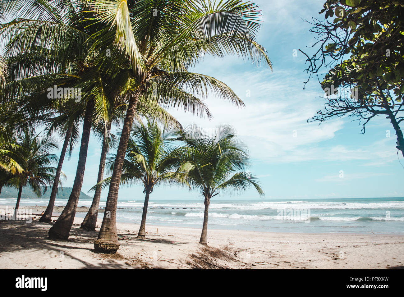 Palmen am Rande der saubere Sandstrand von Playa Carmen, Santa Teresa, Puntaarenas Provinz in Costa Rica an einem heißen Sommertag mit blauem Himmel Stockfoto